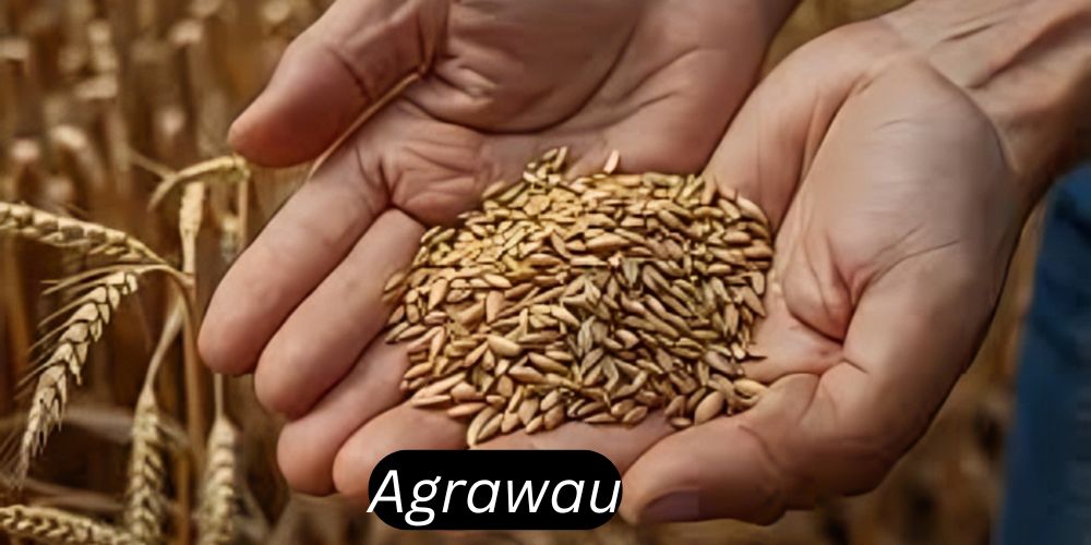 Agrawau