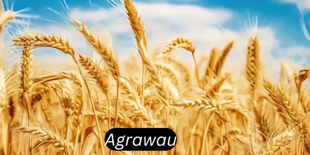 Agrawau